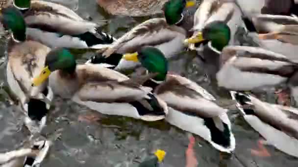 Kaczki na jeziorze lub rzece w zimie. Karmienie kaczek w zimie w parku publicznym. Mnóstwo kaczek z zieloną głową pływa w wodzie. Zbliżenie — Wideo stockowe