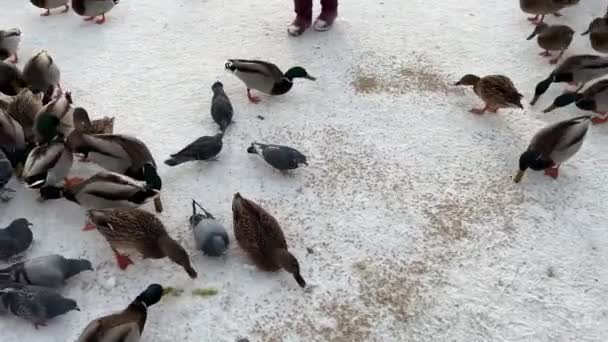 Ταΐζοντας πάπιες το χειμώνα σε δημόσιο πάρκο. Πολλοί αρσενικοί και πάπιες με πράσινο κεφάλι τρέχουν στο χιόνι. Τάισε τις πάπιες, ροζ πατούσες — Αρχείο Βίντεο