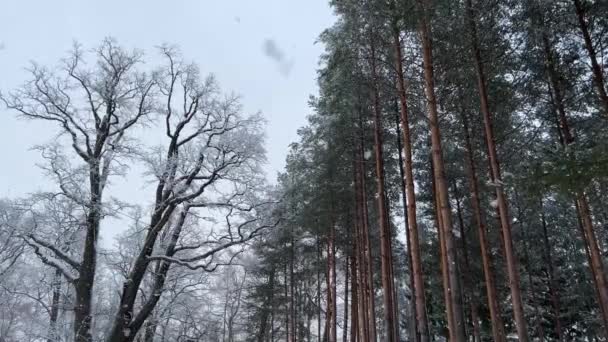 Un regard vers le haut à la cime des arbres un jour d'hiver, troncs de pin avec des branches vertes et des branches de chêne nu. Fond forestier abstrait. Chute de neige sur le fond de mélèzes — Video