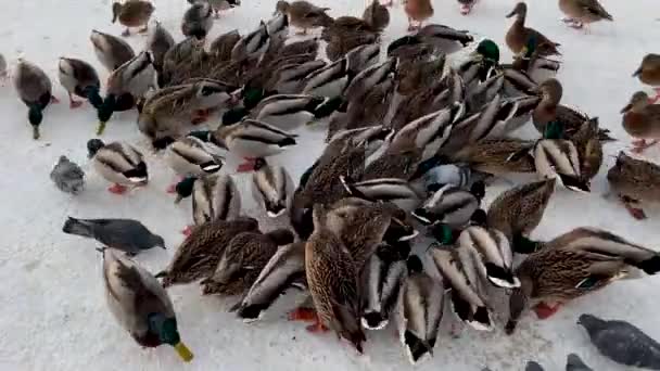 Enten füttern im Winter in einem öffentlichen Park. Viele Männchen und Enten mit grünem Kopf rennen durch den Schnee. Füttern Sie die Enten, rosa Pfoten — Stockvideo