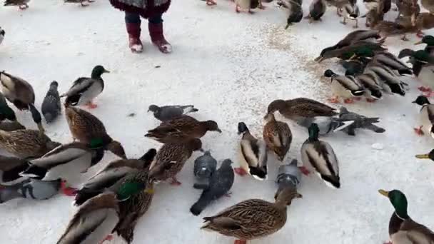 Karmienie kaczek zimą w parku publicznym. Wielu samców i Drake 'ów z zieloną głową biegnie po śniegu. Nakarm kaczki, różowe łapy — Wideo stockowe