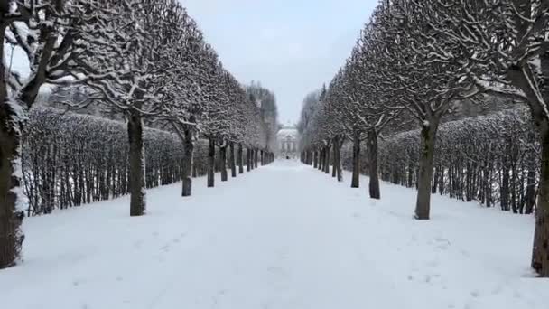 Zimní ulička stromů ve veřejném parku, sníh leží na holých stromech. Vyhlídka na zimní park. Catherine Park — Stock video
