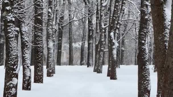 Vicolo invernale di tronchi d'albero coperti di neve in un parco pubblico, c'è neve sui rami nudi degli alberi. La prospettiva di un parco invernale. Cadono fiocchi di neve, una bufera di neve — Video Stock