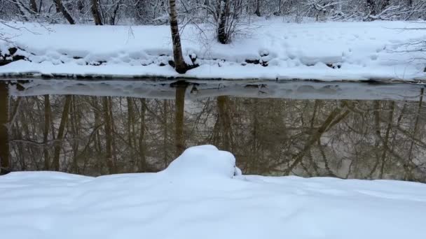 The trunks of trees in the forest are reflected in a wild river, a stream flows, clear water and yellow sand is visible, glare and reflections on the water, winter — Stock Video