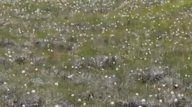 Bataklık rüzgarda sallanıyor, bitkisel bir bataklık bitkisi. Bataklıkta pamuk çimenler