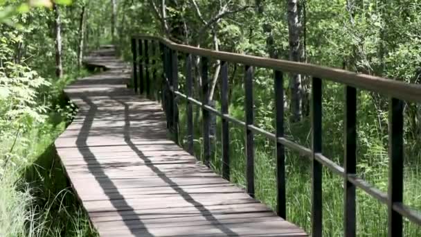 野生の森の中の生態系の歩道、湿地帯の手すりと木製の橋。晴れた夏の日には、緑の草や茂み — ストック動画