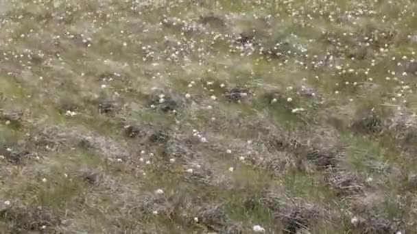 沼の綿毛は風に揺れ、草本の多年生の沼の植物です。沼の中の綿草 — ストック動画