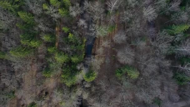 Veduta aerea delle cime degli alberi di una foresta mista in primavera, un torrente selvatico ghiacciato di bruni, larici e alberi spogli senza fogliame, resti di neve a terra — Video Stock