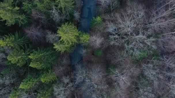 Flygfoto över trädtopparna i en blandskog på våren, en frusen vild ström av bruna, lärkor och barrträd utan bladverk, rester av snö på marken — Stockvideo