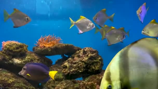 Hermosos peces nadan entre algas y rocas, coloridas tomas submarinas, acuario. Primer plano. Peces del océano mundial — Vídeo de stock