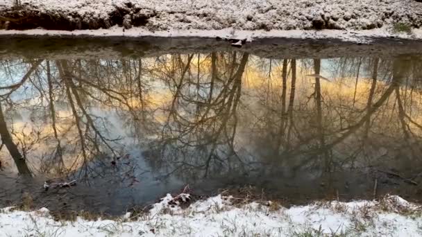 森林里的树干反映在一条野河里，一条小河在流淌，可以看见清澈的水和黄色的沙子，在水、春、日落上闪闪发光. — 图库视频影像