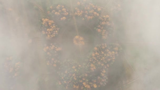 Vista aerea attraverso nuvole bianche di un cerchio di betulle bianche in Pavlovsk Park, progettazione del paesaggio della foresta, autunno d'oro in un parco pubblico. Cime degli alberi, sentieri nella foresta. — Video Stock
