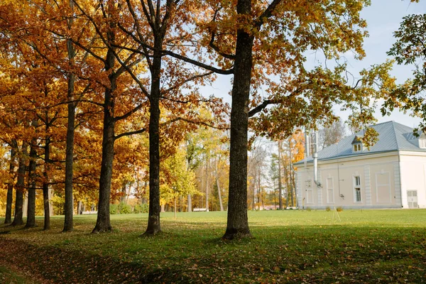 Otoño dorado en un parque público, hojas amarillas y anaranjadas en los árboles, hierba verde, hojas caídas tiradas en el suelo. — Foto de Stock