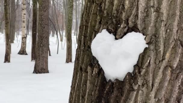Снігове серце на стовбурі дерева. Снігова фігура у формі серця прикріплена до дерева. У лісі є відлига, а в лісі падає сніг. Голі стовбури дерев — стокове відео