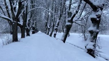 Soğuk bir kış gününde karla kaplı bir meşe yolu, kalın ağaç gövdeleri, yapraksız dallar, ağaçlarda kar. Kış parkında bir patika.