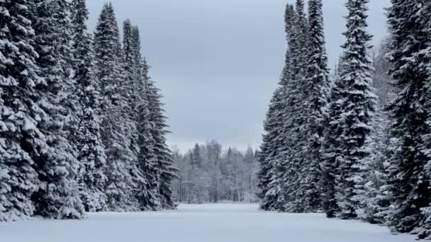 Perspektywa pokrytego śniegiem dzikiego lasu, wysokich jodł i alei zielonych drzew, nikogo w parku, ciszy i spokoju. Zimowy krajobraz w Oranienbaum. — Wideo stockowe