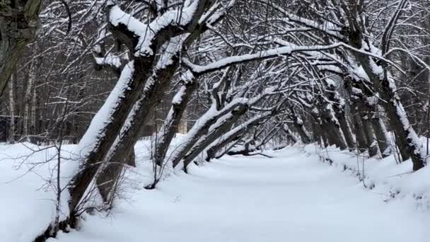 Zimowa aleja drzew pochyla się nad zamarzniętym strumieniem, cisza i spokój, śnieg leży na pniach drzew. Perspektywa zimowej rzeki. — Wideo stockowe