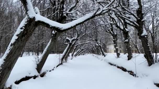 Nad zamrzlým potokem se naklání zimní ulička stromů, ticho a mír, na kmenech stromů leží sníh. Vyhlídka na zimní řeku. — Stock video