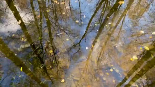 幹の抽象的なショットは、晴れた日には野生の川や水たまりに反映されます,青い空と水の黄色の葉,春は森の中で始まります,水の質感,ストリームフロー. — ストック動画