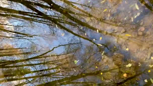 Des clichés abstraits de troncs d'arbres se reflètent dans une rivière sauvage ou une flaque d'eau par une journée ensoleillée, un ciel bleu et des feuilles jaunes dans l'eau, la source commence dans la forêt, la texture de l'eau, un ruisseau coule. — Video