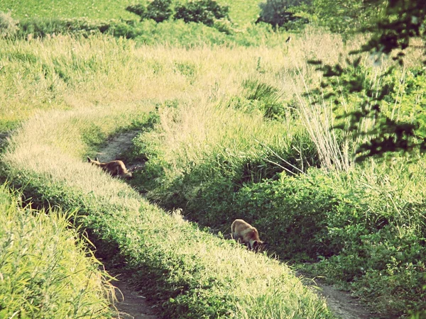 Fox hunts. Fox Pup. Wildlife.