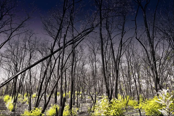 Burnt forest. Forest. Fires. Nature. Environment. — Stock Photo, Image