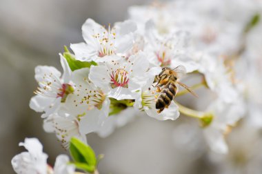 erik ağacı çiçek arıya