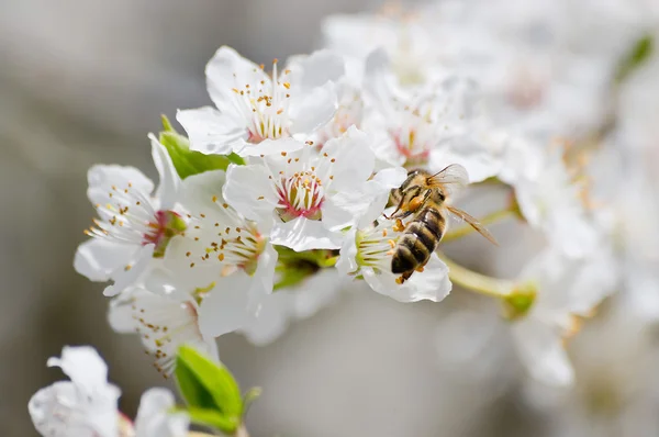erik ağacı çiçek arıya