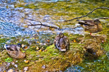 Krka Milli Parkı Hırvatistan