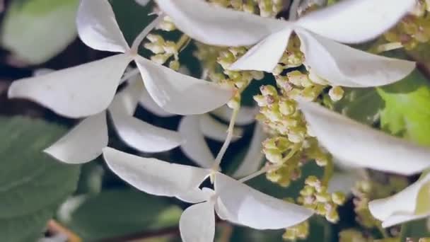 Hydrangea paniculata gran estrella, vídeo vertical, jardín, fondo — Vídeos de Stock