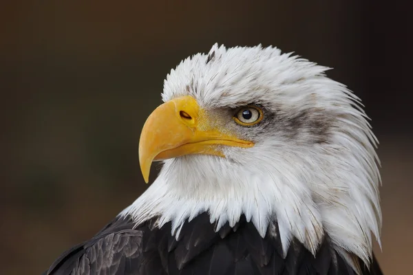 Haliaeetus leucocephalus — Stock Photo, Image