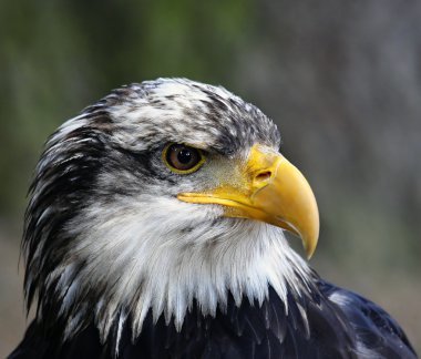 Haliaeetus leucocephalus