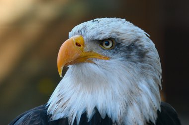 Haliaeetus leucocephalus