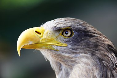 Haliaeetus albicilla