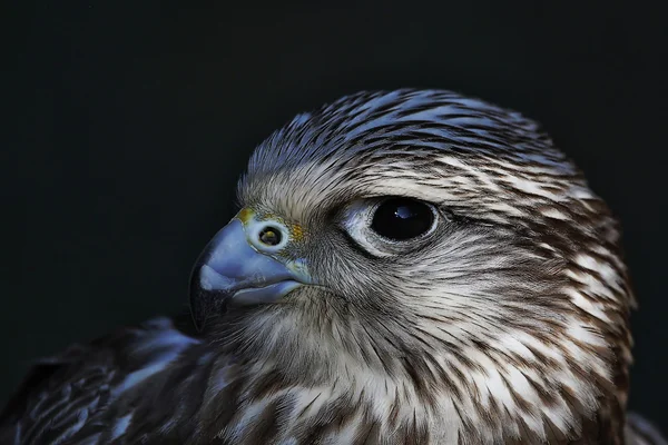 Falco cherrug — Stock Photo, Image