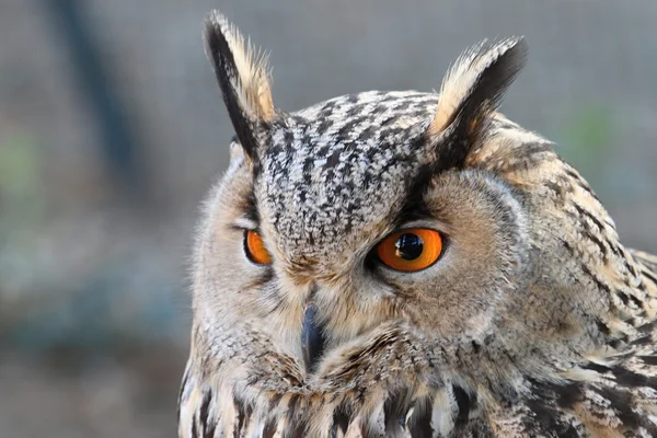 Bubo bubo omissus — Stock Photo, Image