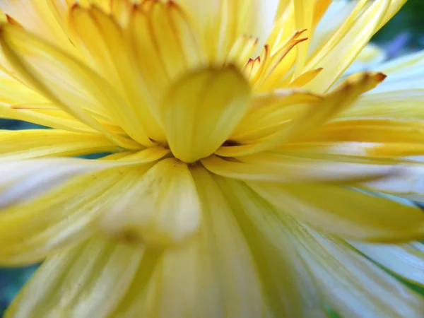 Sarı çiçek. Yaklaş.