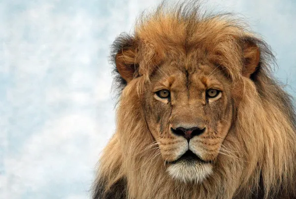 Male Lion — Stock Photo, Image