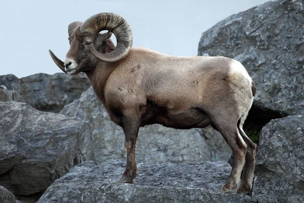 Erkek bighorn koyun — Stok fotoğraf