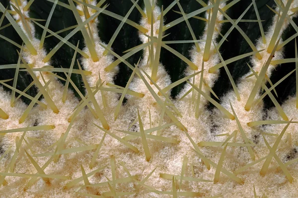 Cactus Plant — Stock Photo, Image