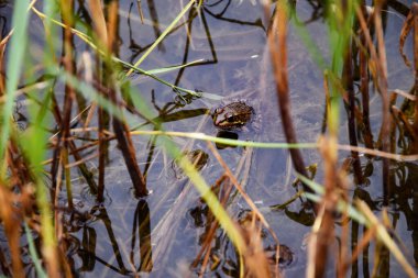 Göldeki gri bir kurbağa sudan dışarı bakar. Amfibi. Sadece baş ve gözler su seviyesinin üstünde, mükemmel bir kamuflaj. Kılık değiştirmiş kurbağa..