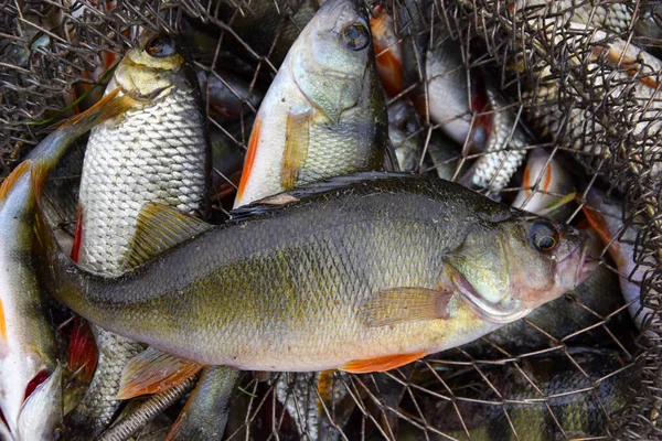 Catch, perch and rudd, roach are in the net. Fish of the family - carp. Fishing with a line. Fisherman booty fisherman booty.