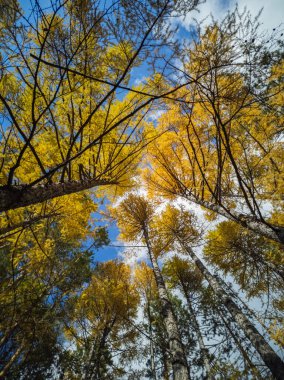 Sonbahar ormanında sarı bir tarla kuşu. Yukarı bakıyorum.