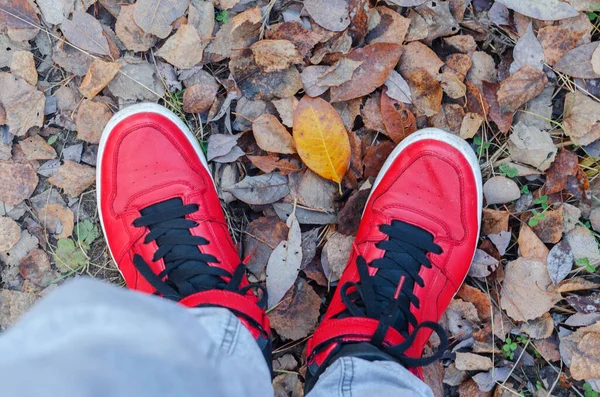Червоні Кросівки Опале Осіннє Листя Лісі Прогулянка Лісі — стокове фото