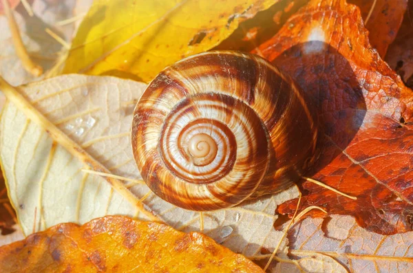 秋の紅葉のブドウカタツムリ — ストック写真