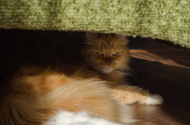 kırmızı ve tüylü kedi yerde