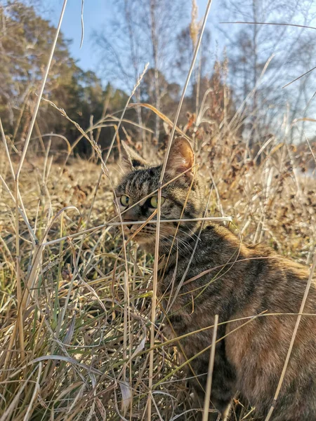 Domestic Cat Sitting Dry Grass — Stock Photo, Image