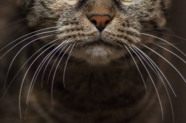 evcil kedi yüzü yakın plan