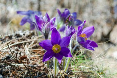Mor taç yapraklarıyla çiçek açan kardamlaları ve açık havada sarı-turuncu bir merkez. Pulsatilla patens ya da doğu paskalya yumurtası ya da deniz şakayığı yayıyor. Mor kır çiçekleri.