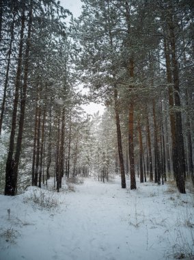 Ormanda kış manzarası